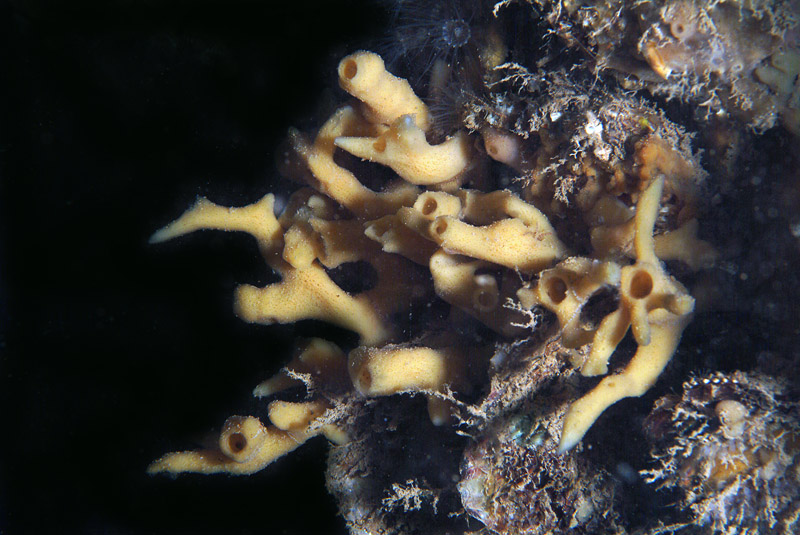 Haliclona simulans (Chioggia)